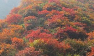 石家庄周末游 平山恶石村赏红叶摘苹果